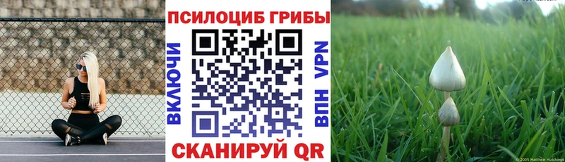 Купить где  Торопец  Псилоцибиновые грибы ЛСД 
